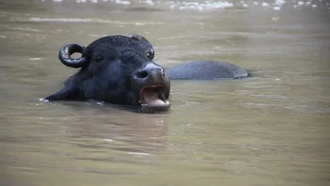 Buffaloes are swimming in river . Stock Footage 169168752