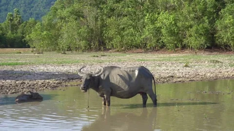 Buffaloes bathing Stock Footage 63495358