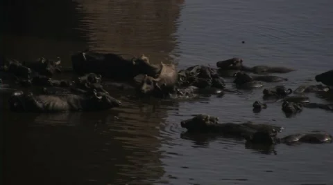 Buffaloes in bathing in India Video stock 52196256