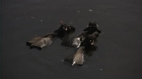 Buffaloes in bathing in India Stock Footage 52196293