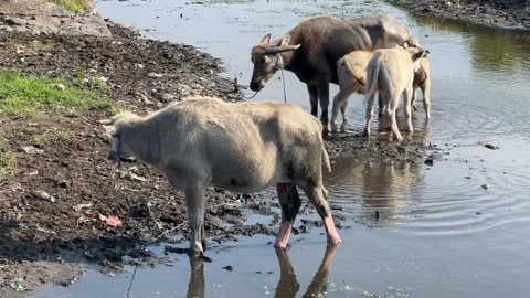 Buffaloes bathing in a polluted river 스톡 동영상 305157439
