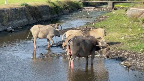 Buffaloes bathing in a polluted river 스톡 동영상 305159343