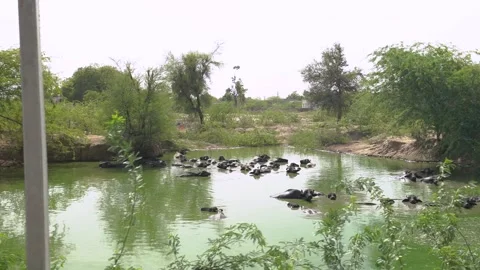 Buffaloes Bathing in Pond During Summer Stock Footage 325091017