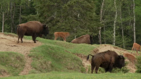 Buffaloes with calves in field Stock Footage 67453958