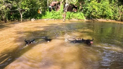 Buffaloes Cooling Off in the Water Stock Footage 240883422