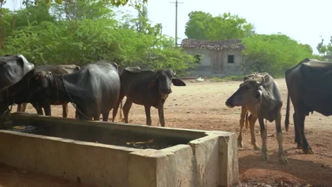 Buffaloes Drinking from Concrete Trough Stock Footage 322987065