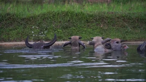 Buffaloes is drowning oneself in the water. Stock Footage 252720868