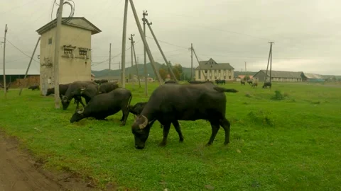 Buffaloes eat grass Stock Footage 162493588