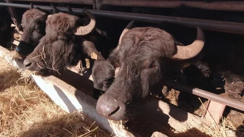 Buffaloes Eat Hay Stock Footage 179093203