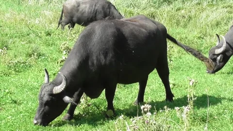 Buffaloes eating grass, standing rather distant to each other Stock Footage 249676372
