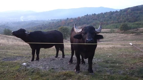 Buffaloes on the farm Stock Footage 70737399