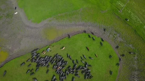Buffaloes filmed by a drone Stockbeeldmateriaal 277227412
