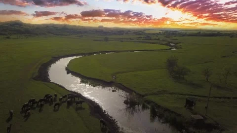 Buffaloes filmed by a drone Stock Footage 277227717