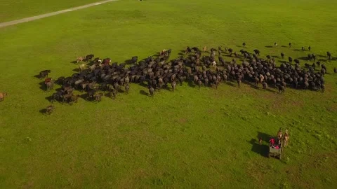 Buffaloes filmed by a drone Stock Footage 277227723