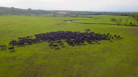 Buffaloes filmed by a drone in a green meadow Stock Footage 277227953