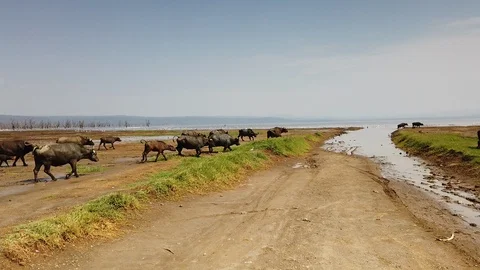 Buffaloes Stock Footage 116179902