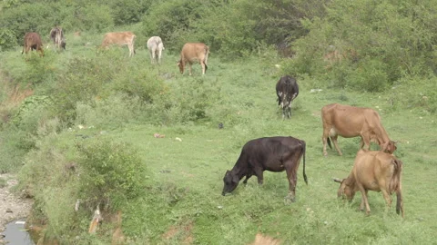 Buffaloes 스톡 동영상 134747054