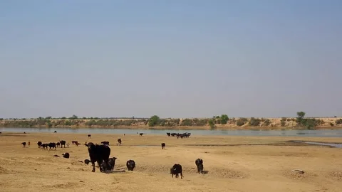 Buffaloes Stock Footage 295040122