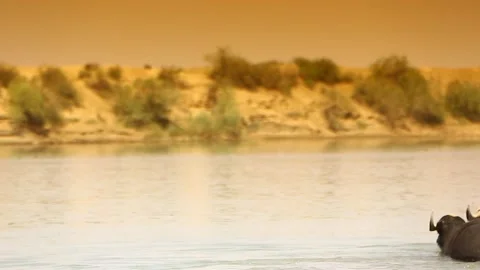 Buffaloes Stock Footage 295041094