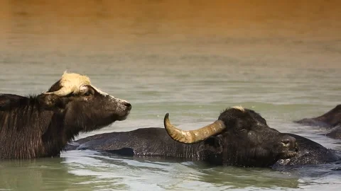 Buffaloes Stock Footage 295042176
