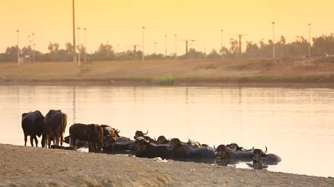 Buffaloes Stock Footage 295043211