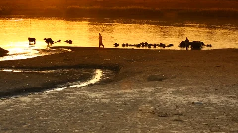 Buffaloes Stock Footage 295043828