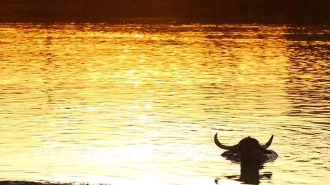 Buffaloes Stock Footage 295045195