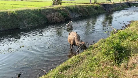 Buffaloes foraging and Bathing in River Stock Footage 305230177