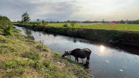 Buffaloes foraging and Bathing in River 스톡 동영상 305230388