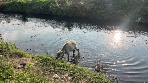 Buffaloes foraging and Bathing in River 스톡 동영상 305230906