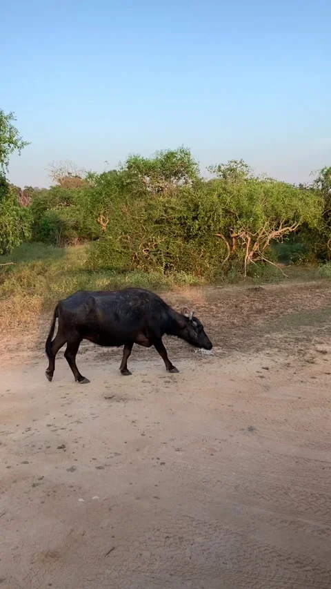 Buffaloes go to the watering hole Stock Footage