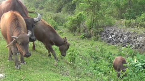Buffaloes grazing in the field Stock Footage 332651479