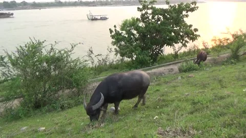 Buffaloes grazing in the field Stock Footage 332651499