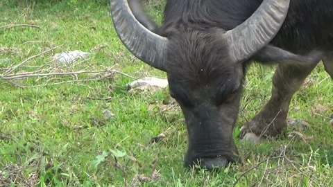 Buffaloes grazing in the field Video stock 332651515