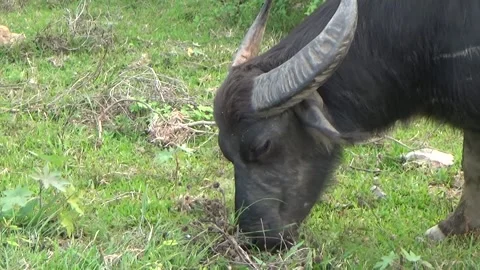 Buffaloes grazing in the field Stock Footage 332651599