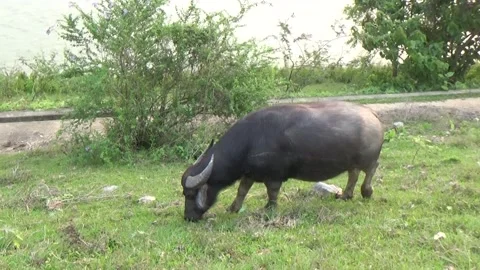 Buffaloes grazing in the field Stock Footage 332651613