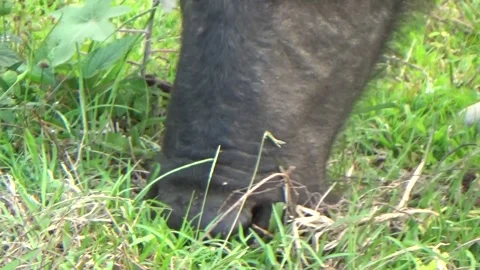 Buffaloes grazing in the field Stock Footage 332651625