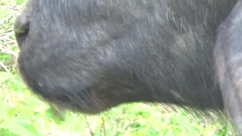 Buffaloes grazing in the field Stock Footage 332651628