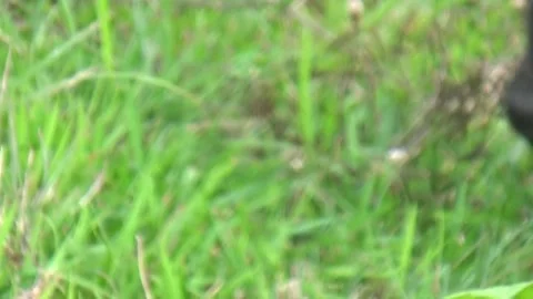 Buffaloes grazing in the field Stock Footage 332651670