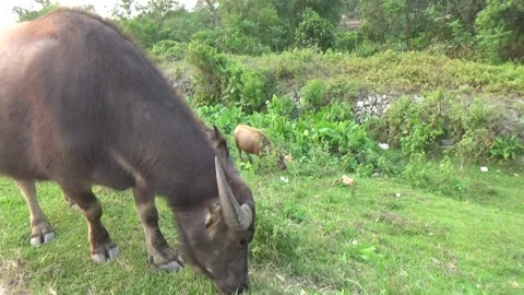 Buffaloes grazing in the field Stock Footage 332651686