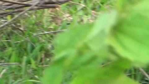 Buffaloes grazing in the field Stock Footage 332651692