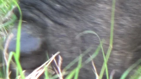 Buffaloes grazing in the field Stock Footage 332651728