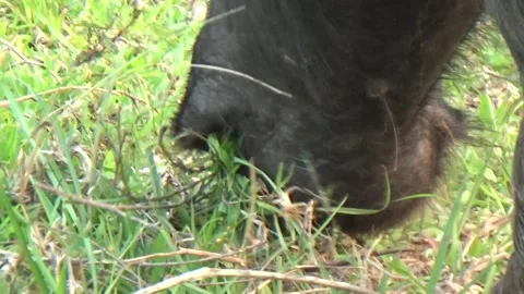 Buffaloes grazing in the field Stock Footage 332651729