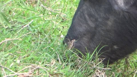 Buffaloes grazing in the field Stock Footage 332651748