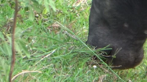 Buffaloes grazing in the field Stock Footage 332651750