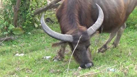 Buffaloes grazing in the field Stock Footage 332651766