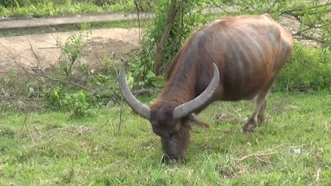 Buffaloes grazing in the field Stock Footage 332651784