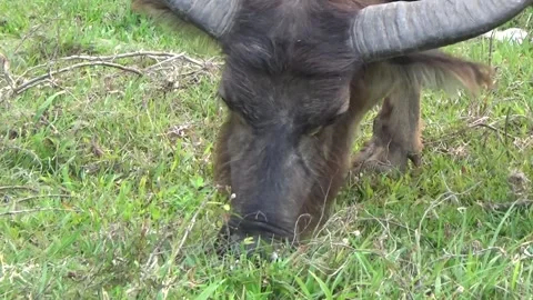 Buffaloes grazing in the field Stock Footage 332651794