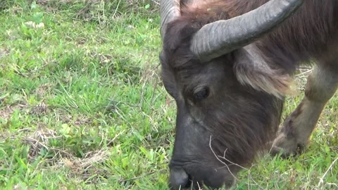 Buffaloes grazing in the field Stock Footage 332651810