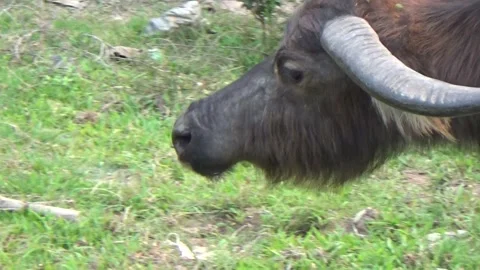 Buffaloes grazing in the field Stock Footage 332651860